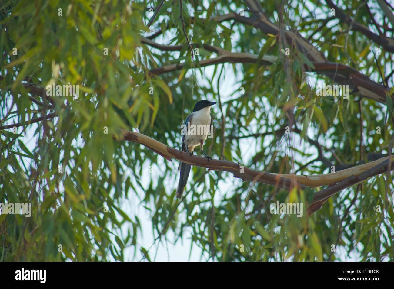 Azure-winged Magpie or Cyanopica cyanus perched on Eucalyptus tree branch Stock Photo