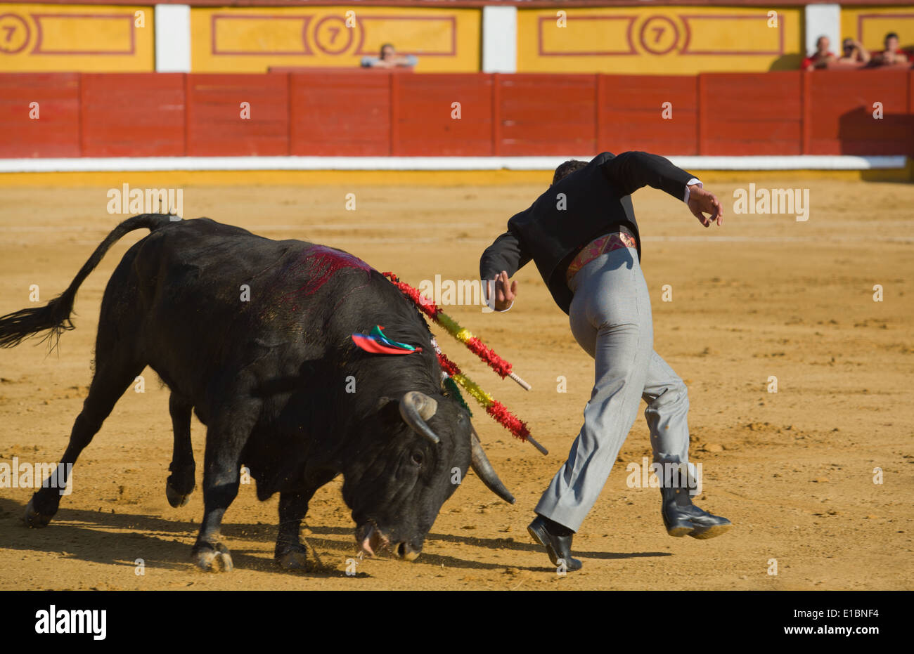 The Torero Running Ahead Of The Bull Before Sticks The Banderillas