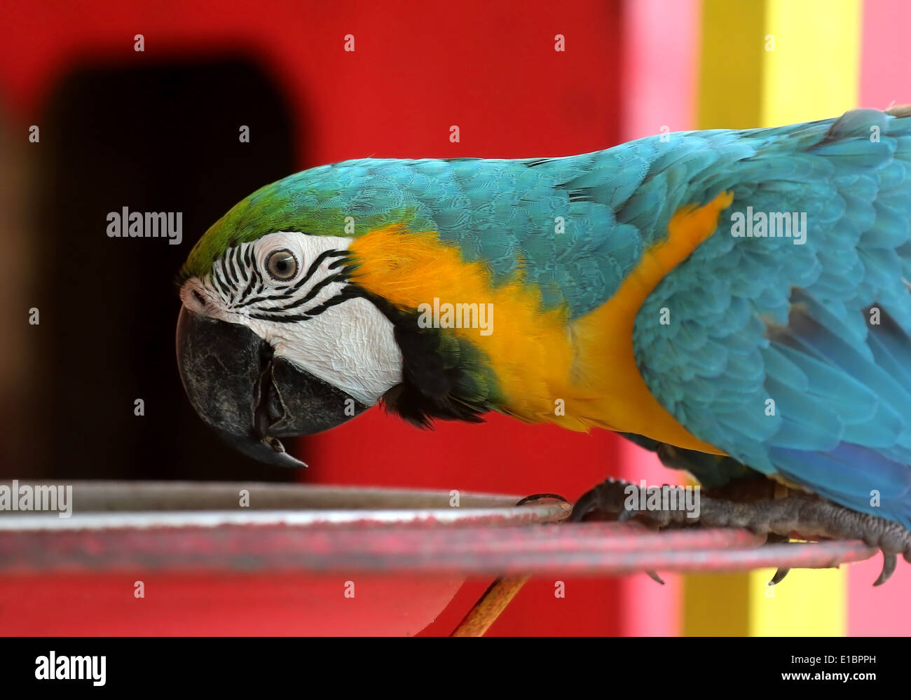 Blue And Yellow Macaw Bird Feeding Stock Photo Photo Inspiration