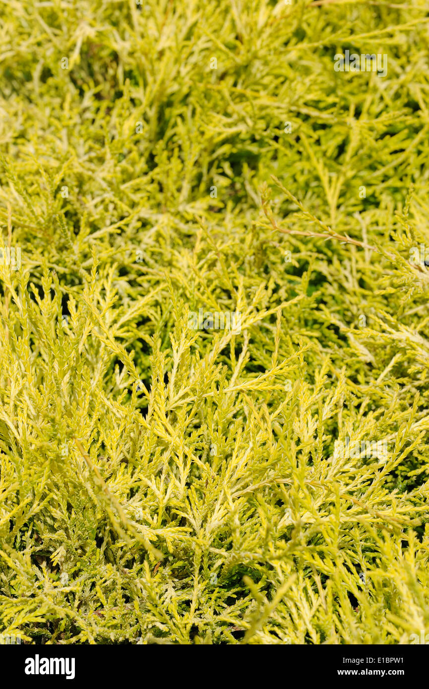 chameacyparis pisifera filifera, groundcover plant, decorative texture in the garden Stock Photo