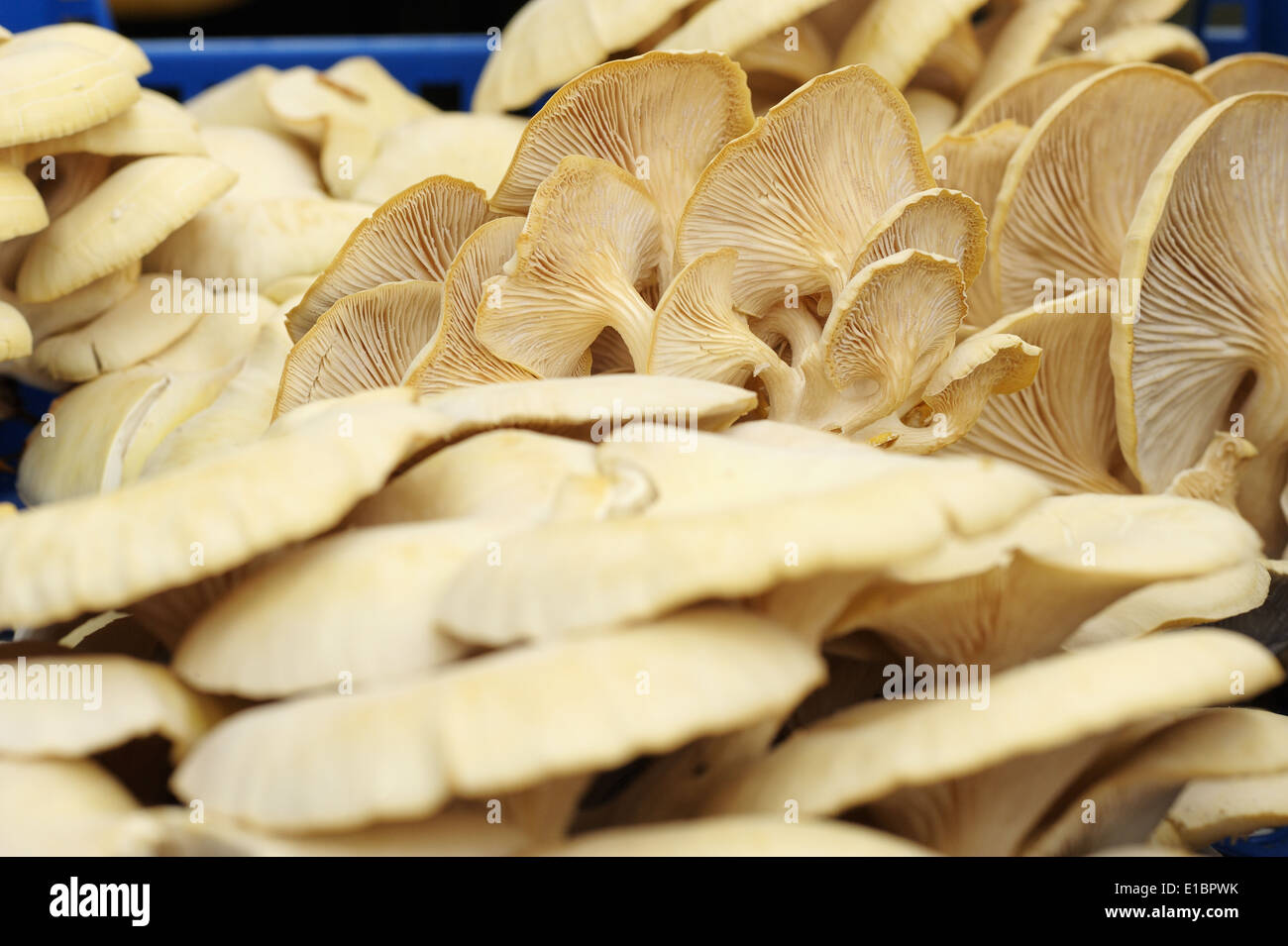 Oyster mushroom straw Cut Out Stock Images & Pictures - Alamy