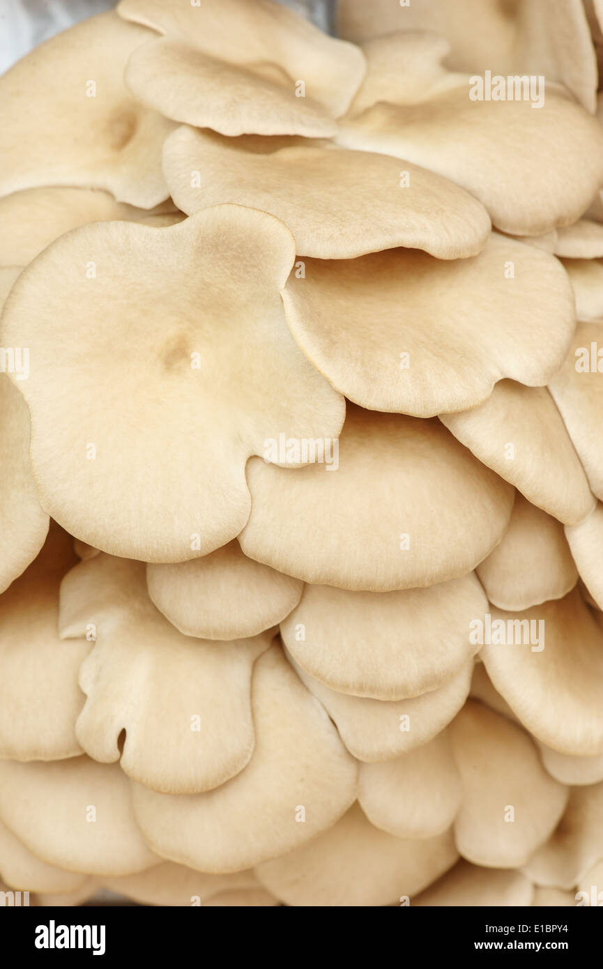 Porno multfilm: Yolbars Yaseminni sikadi