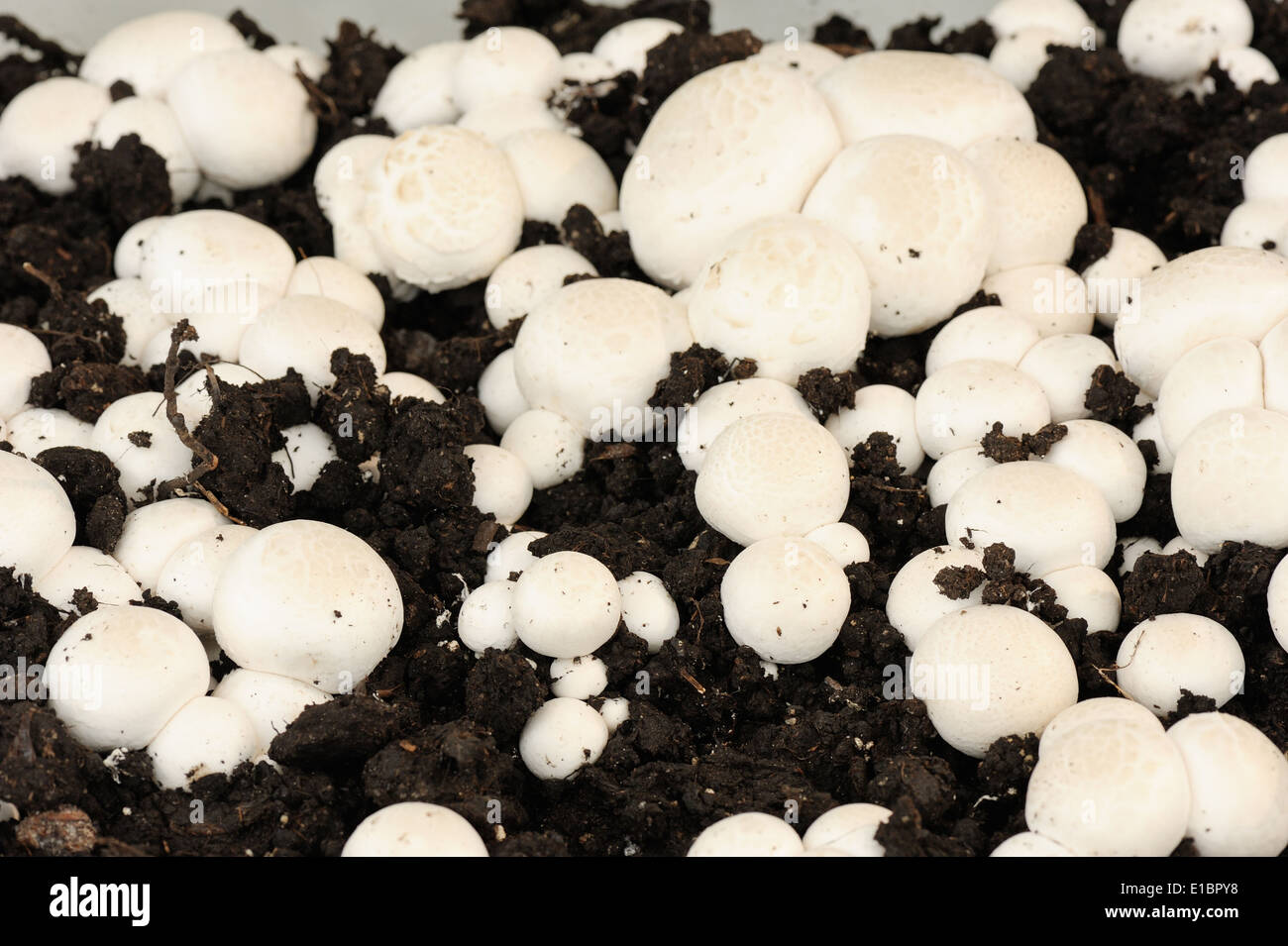 fruiting bodies of white champignon, edible gilled fungus. Stock Photo