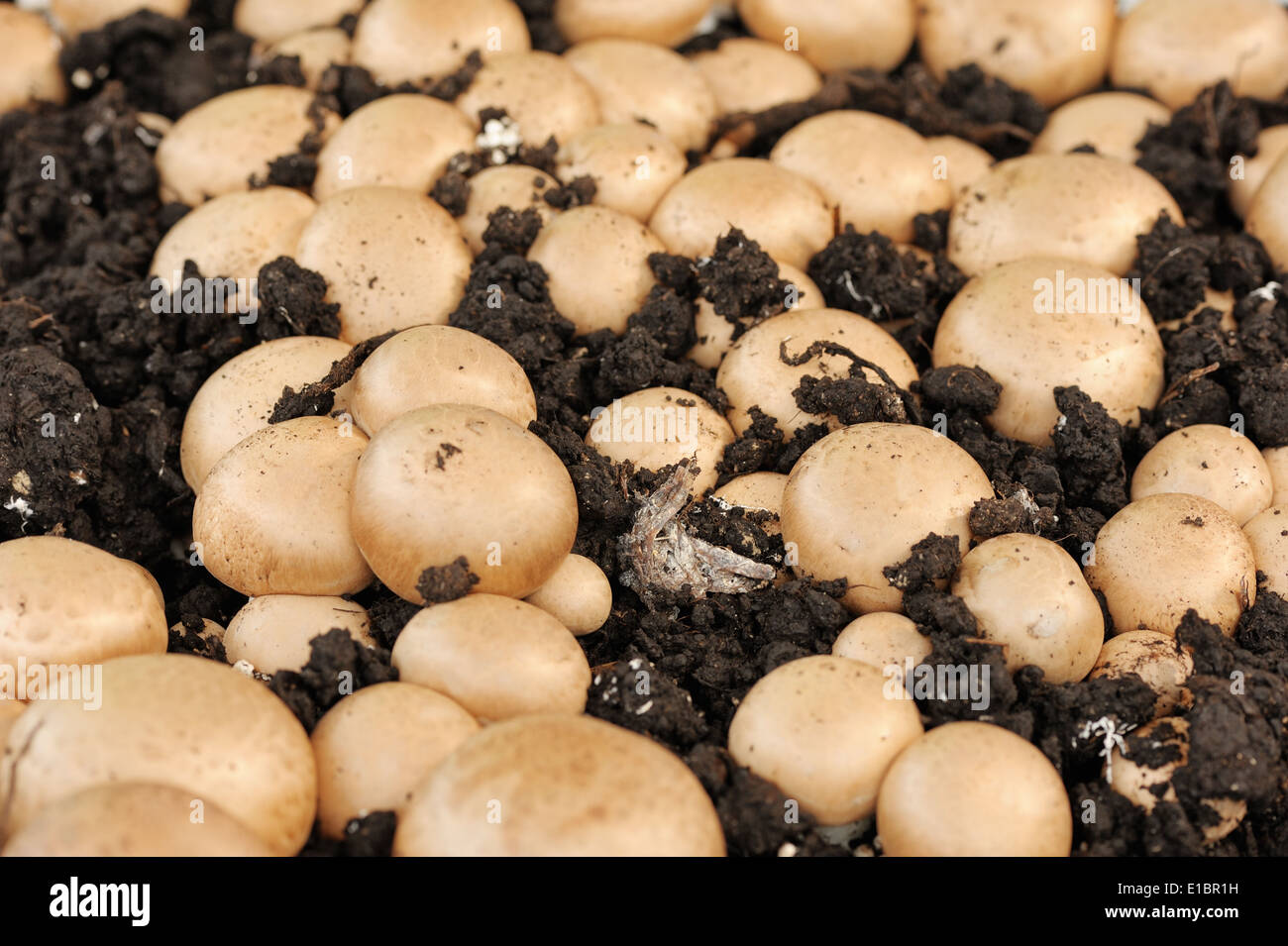fruiting bodies of champignon, edible gilled fungus. Stock Photo