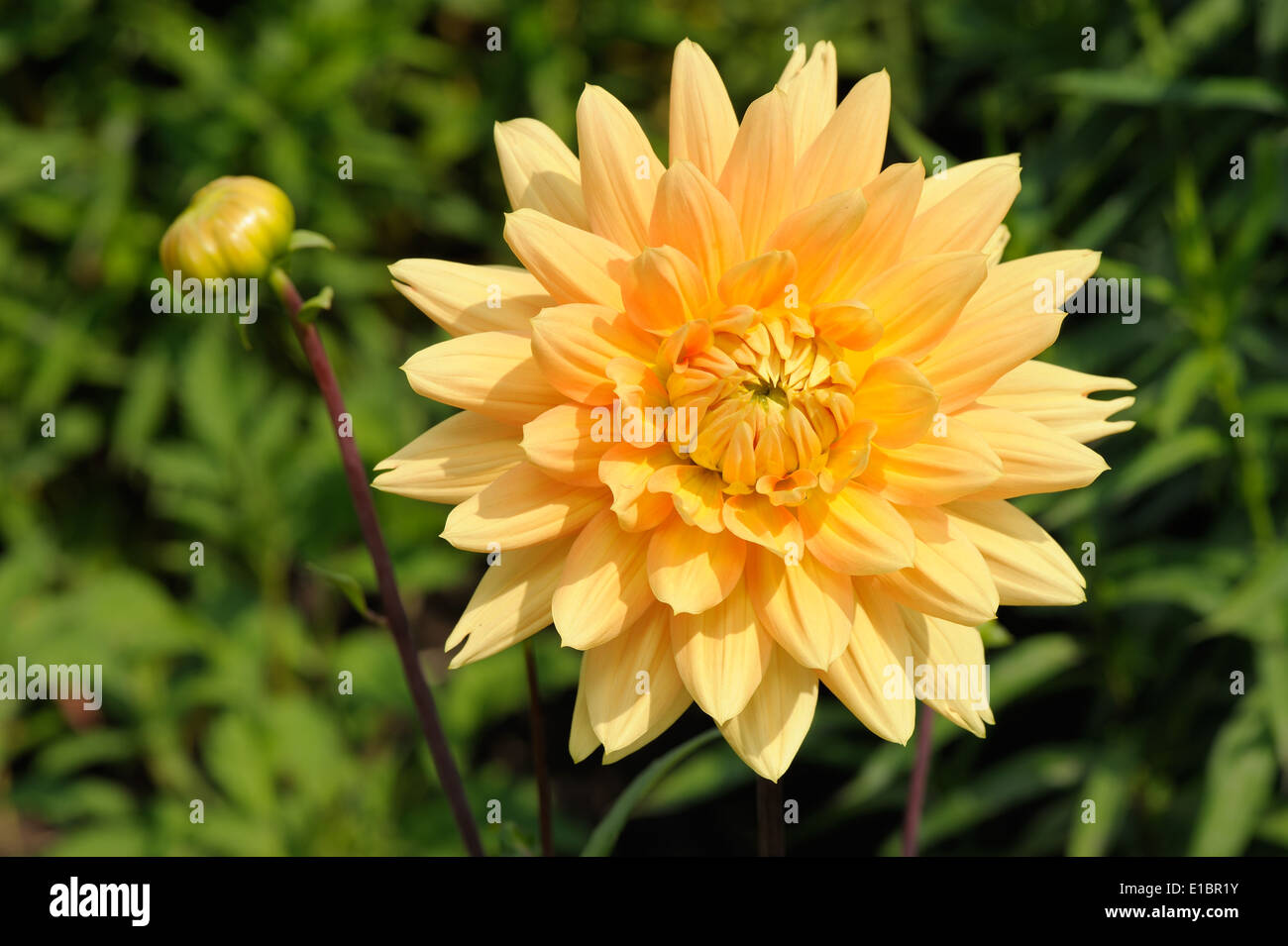 Tall dahlia plant with large flowers in the garden Stock Photo Alamy