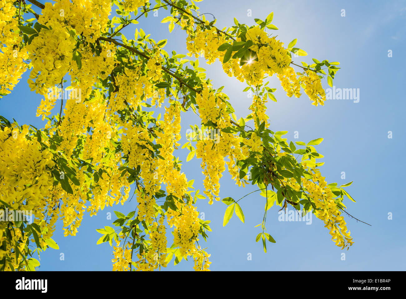 Yellow Laburnum anagyroides tree flowers Stock Photo