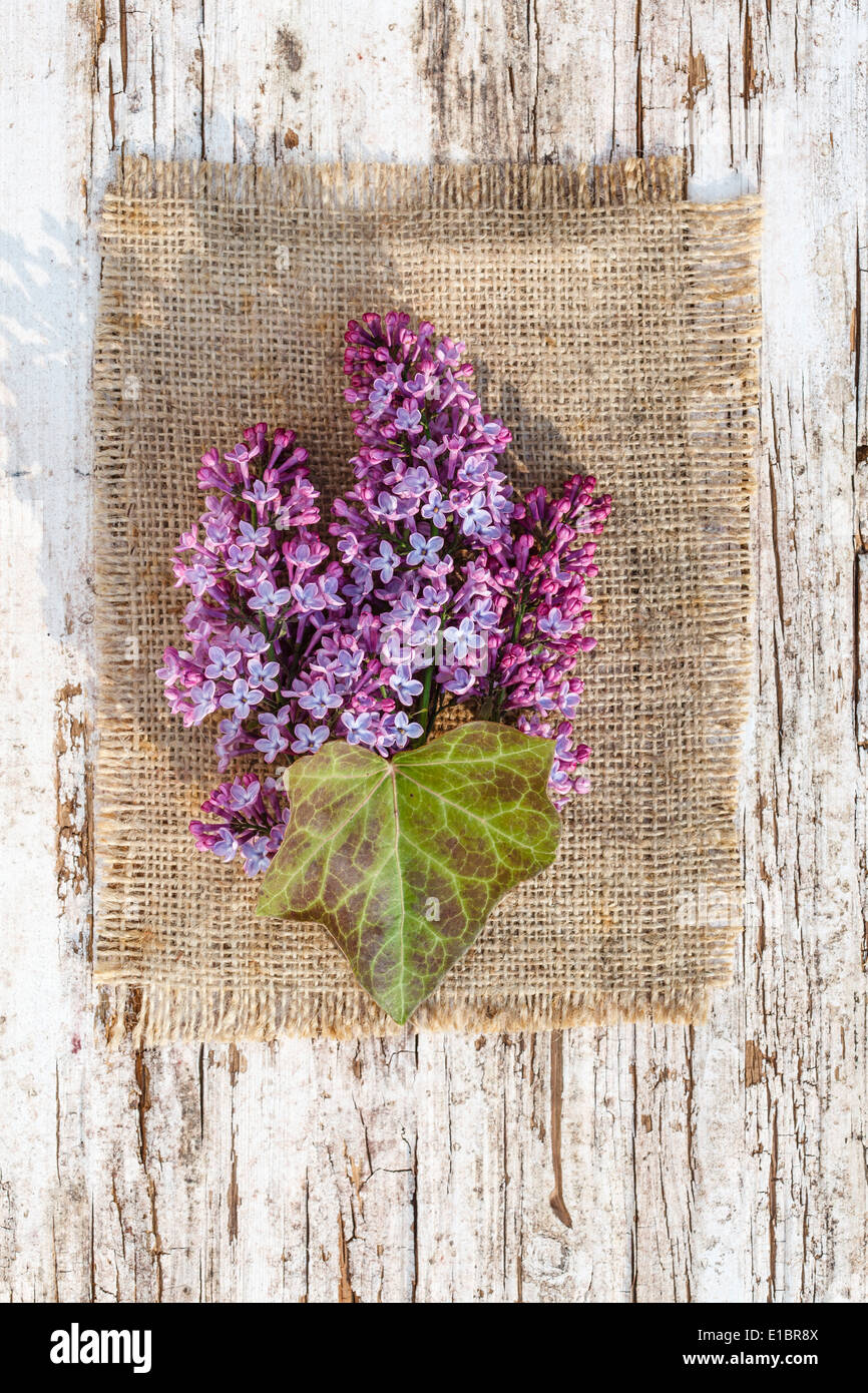 Purple lilac with ivy leaf Stock Photo