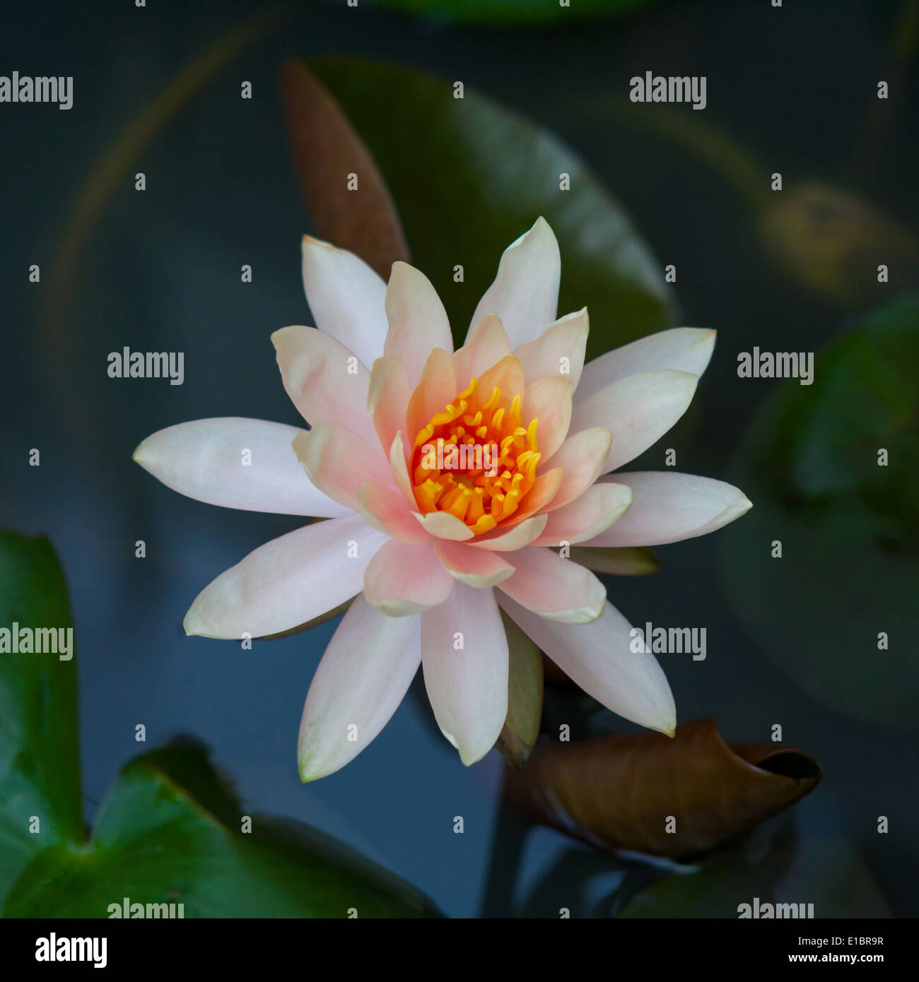 White lotus Stock Photo