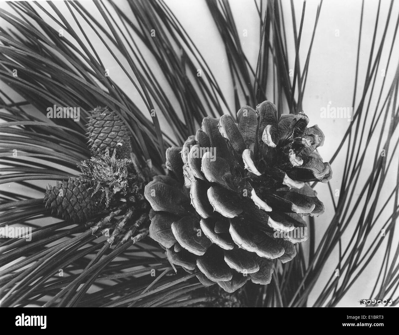 8547 Black and White Stock Photos & Images - Alamy