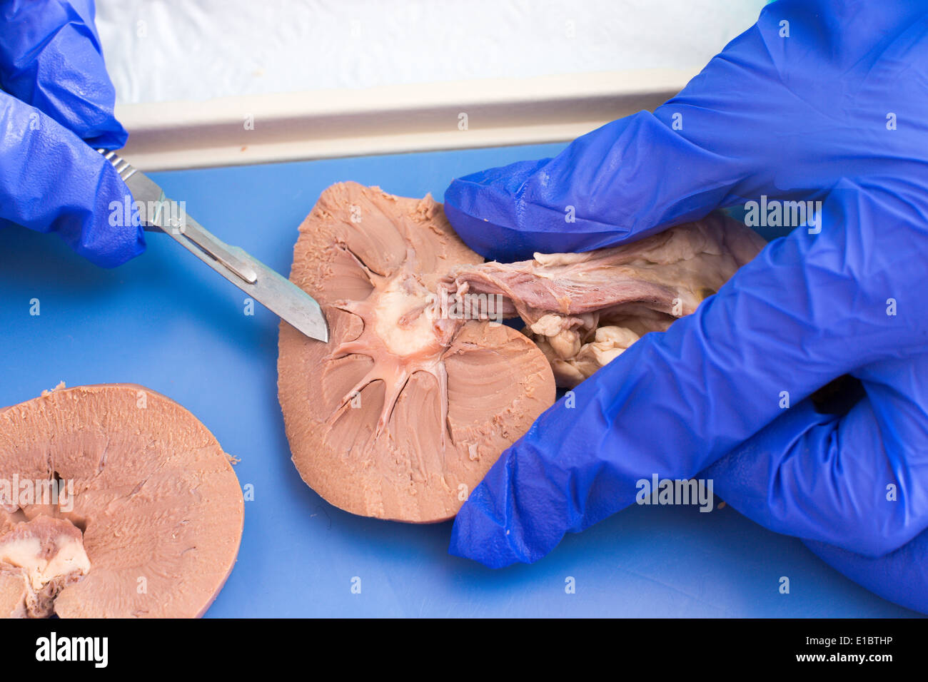 Medical student studying the internal structure of sheep kidney using a cross section to examine the tissue during anatomy class Stock Photo