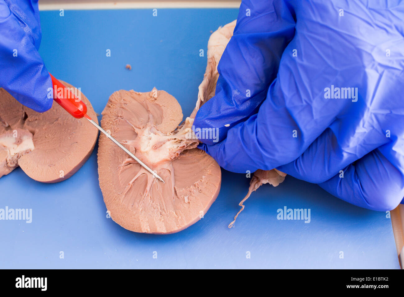 Student studying a dissected sheep kidney in medical school using a cross-section to examine the internal structure Stock Photo