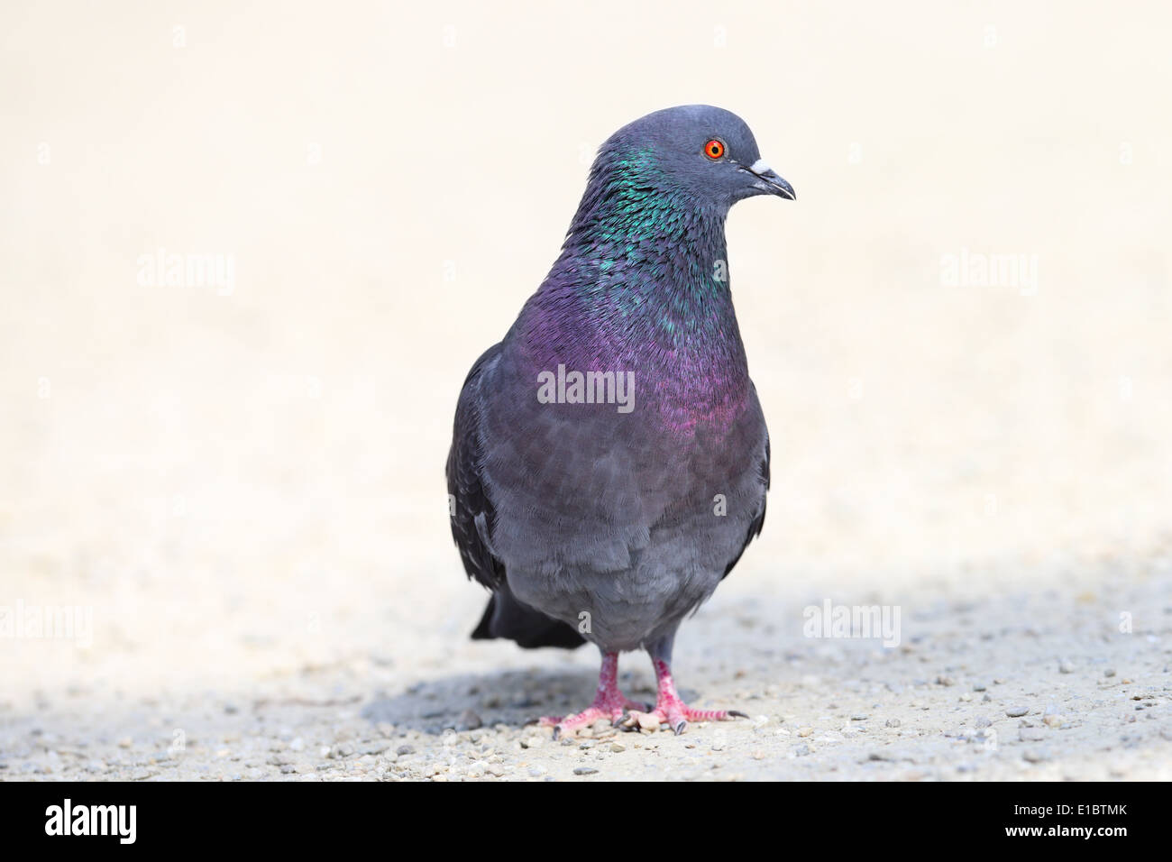 male feral pigeon standing on gravel urban alley Stock Photo