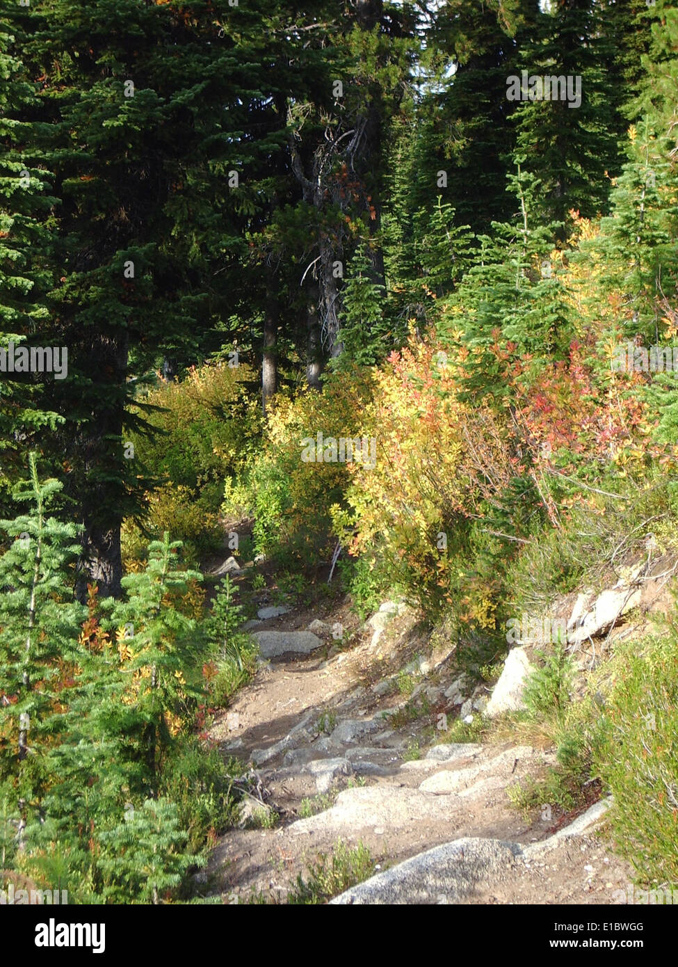 The 2011 fall colors in the Bitterroot Mountains offered a stunning ...