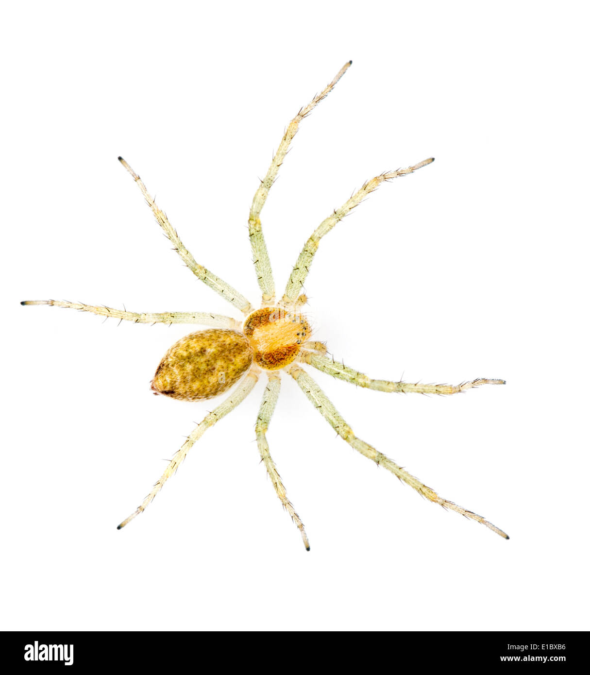 Philodromus albidus female Stock Photo Alamy