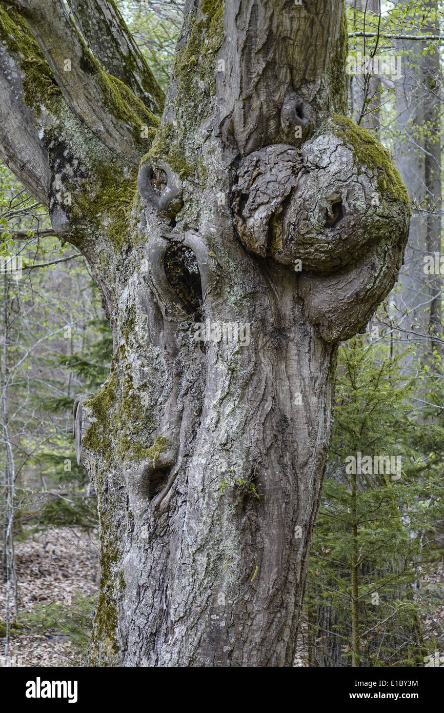 Alter knorriger Baumstamm im Wald Stock Photo
