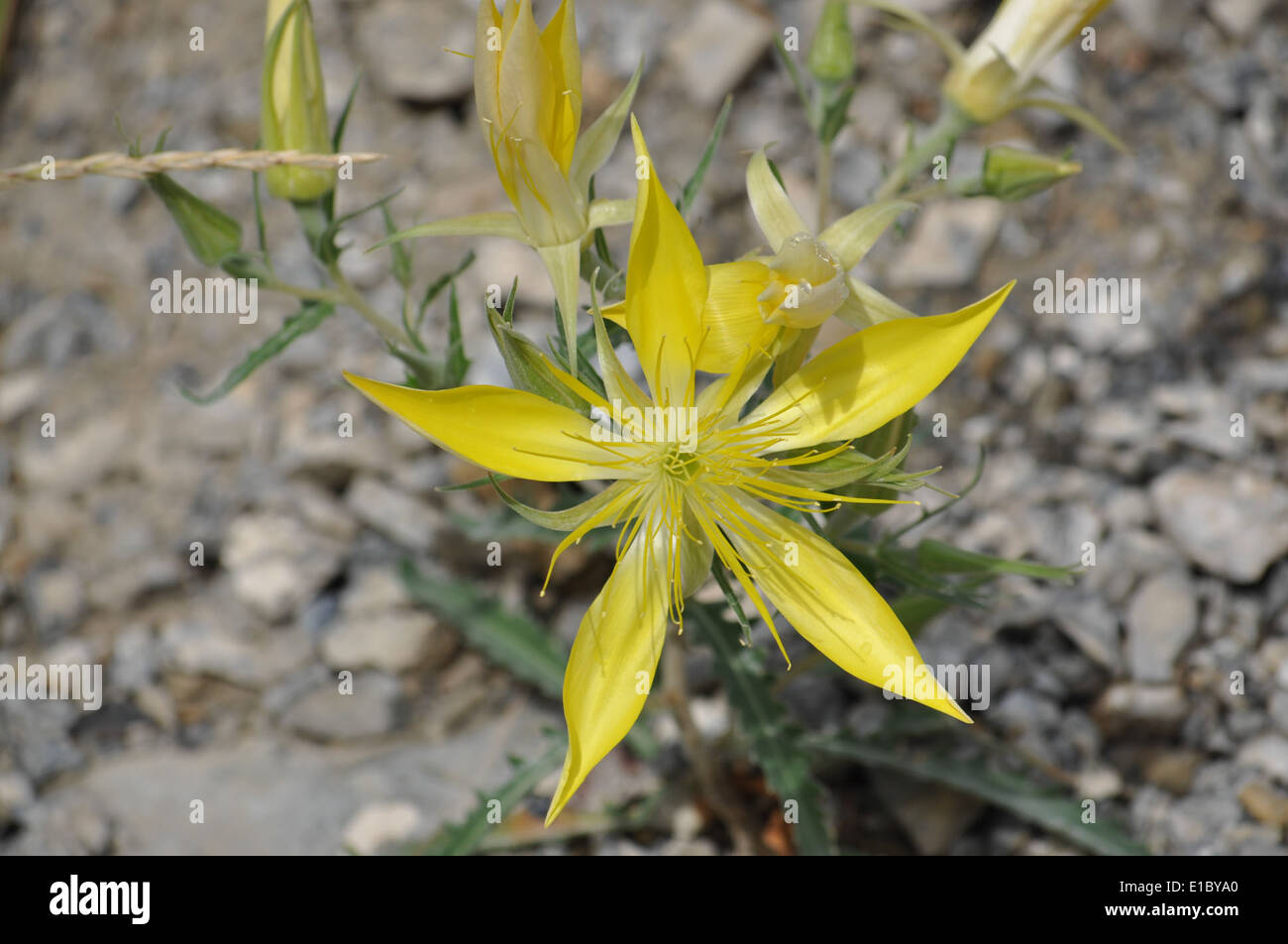 Roger plant hi-res stock photography and images - Alamy