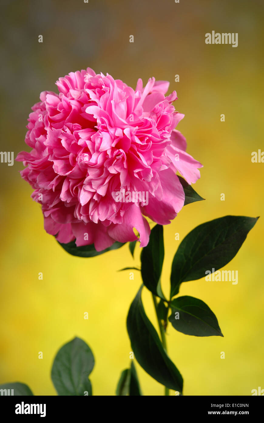 Pink Peony single flower in close-up Stock Photo