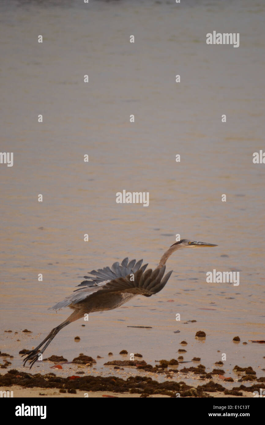 The Great Blue Heron flying Stock Photo