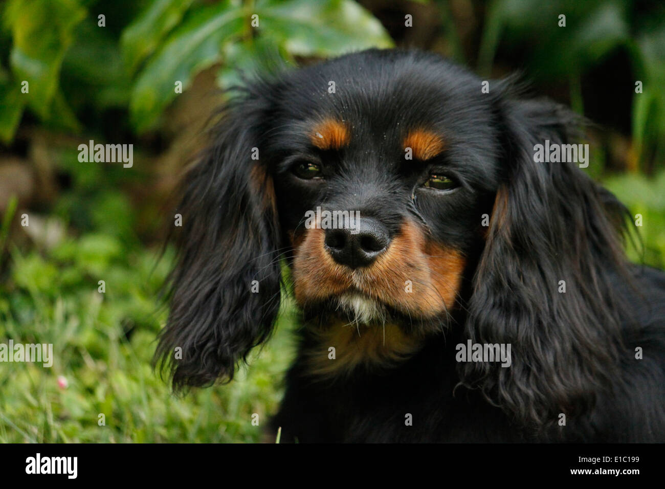 Cavalier King Charles Spaniel French High Resolution Stock Photography And Images Alamy
