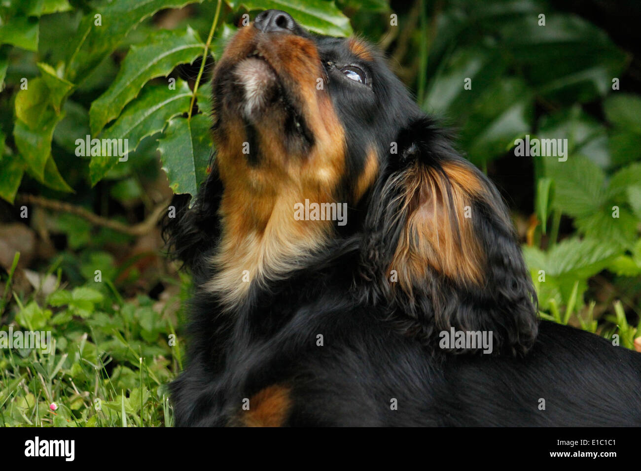 Cavalier King Charles Spaniel French High Resolution Stock Photography And Images Alamy