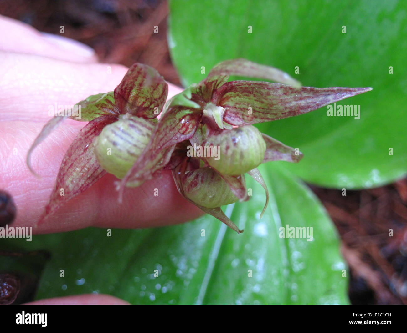 Clustered lady's slipper (Cypripedium fasciculatum) Stock Photo