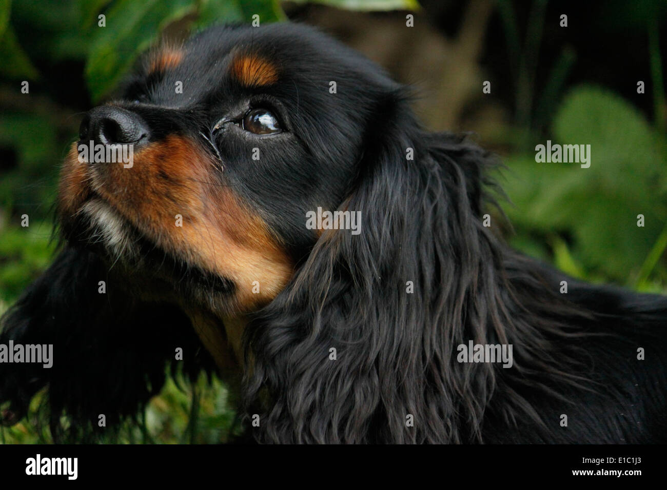 Cavalier King Charles Spaniel French High Resolution Stock Photography And Images Alamy