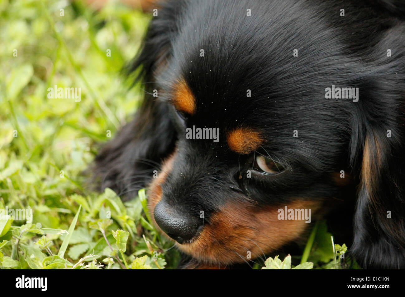 Cavalier King Charles Spaniel French High Resolution Stock Photography And Images Alamy