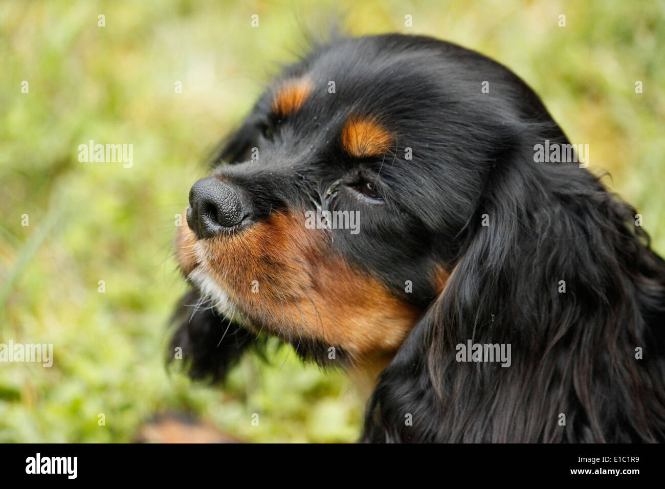 Cavalier King Charles Spaniel French High Resolution Stock Photography And Images Alamy