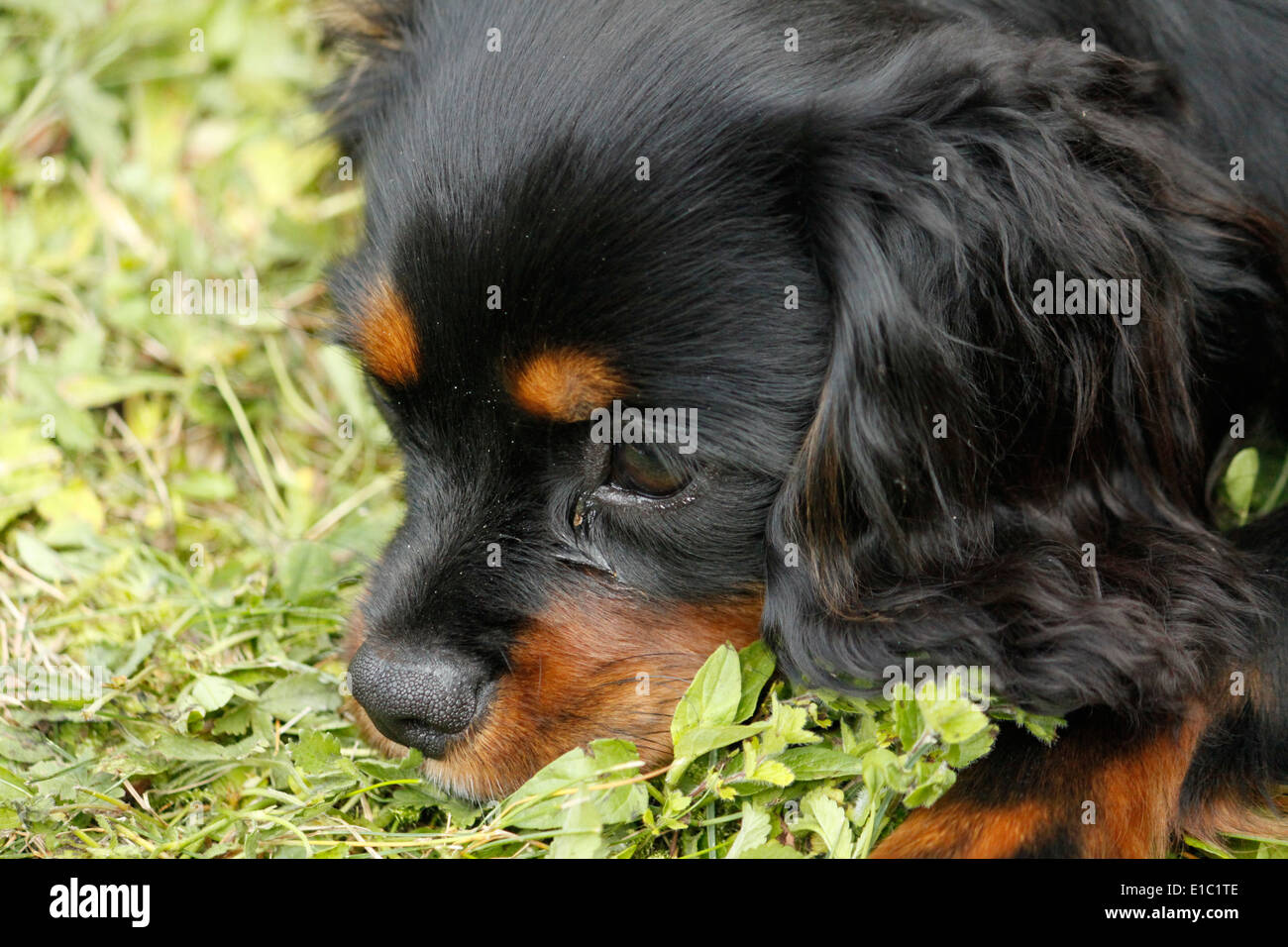 Cavalier King Charles Spaniel French High Resolution Stock Photography And Images Alamy