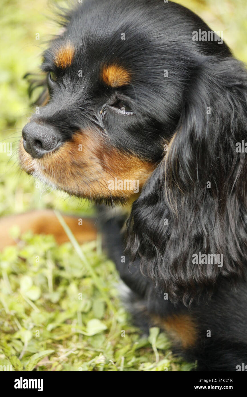 Cavalier King Charles Spaniel French High Resolution Stock Photography And Images Alamy