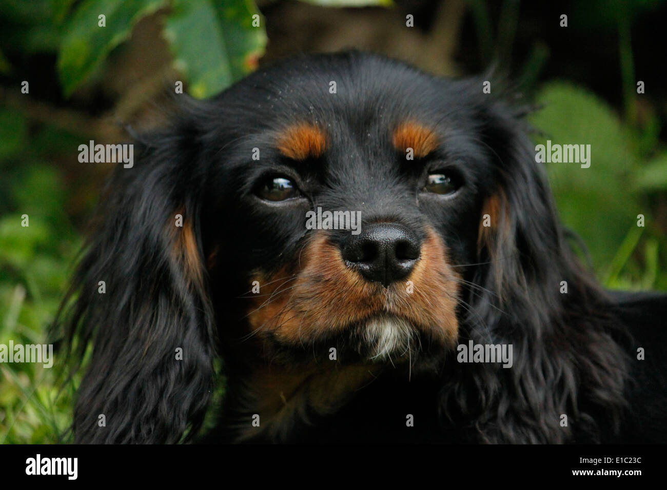 Cavalier King Charles Spaniel French High Resolution Stock Photography And Images Alamy