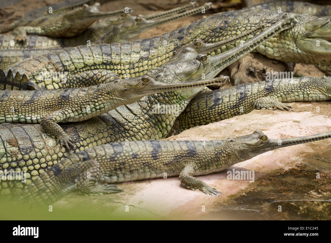 Endangered species of sub adult Gharials, Gavialis gangeticus , Madras Crocodile Bank Trust, Mammalapuram, Tamil Nadu, India Stock Photo