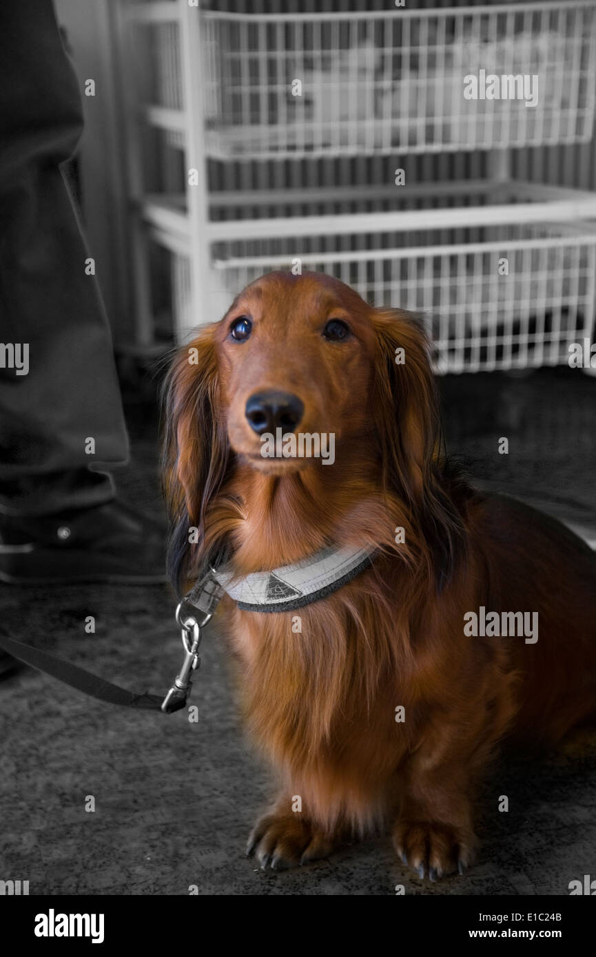 Brown dachshound Stock Photo