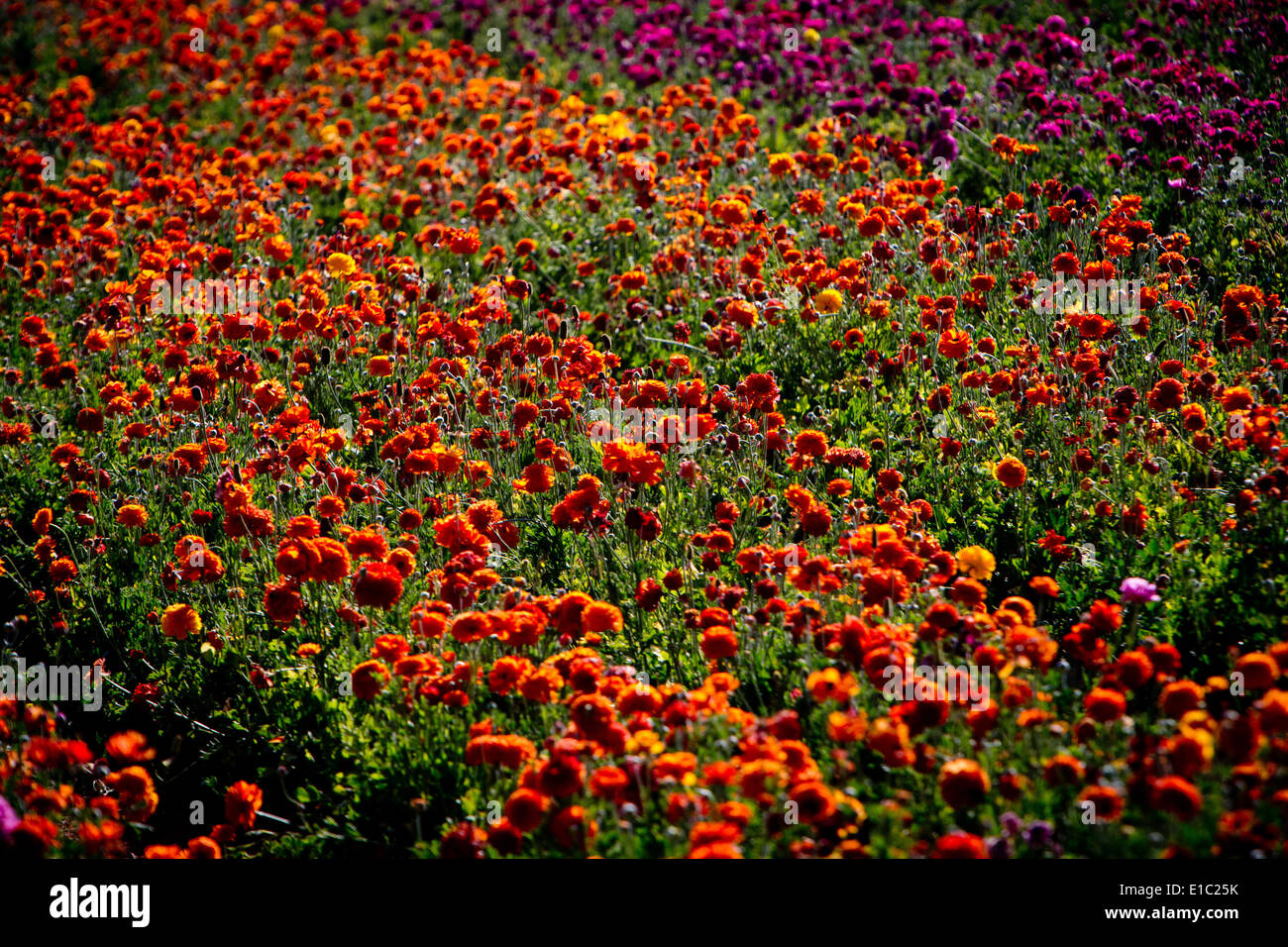 Giant tecolote ranunculus flower fields hi-res stock photography and ...