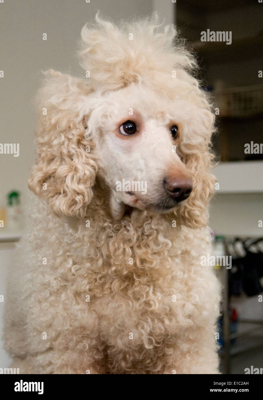 Are Large Poodles Dangerous