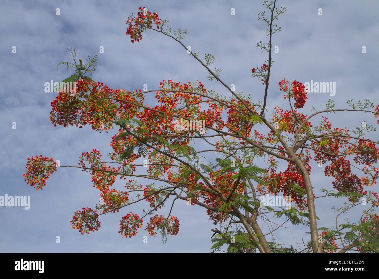 The gulmohar, Delonix regia (family Fabaceae), Flamboyant Tree is in full bloom. Panaji, Goa, India Stock Photo