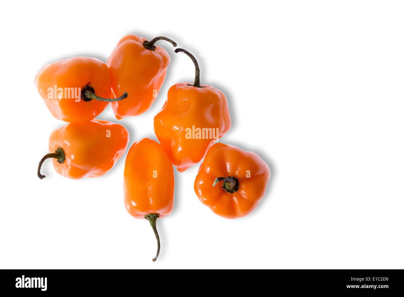 Colorful fresh orange habanero peppers, a cultivar of capsicum with an extremely hot pungent flavor used as an ingredient Stock Photo