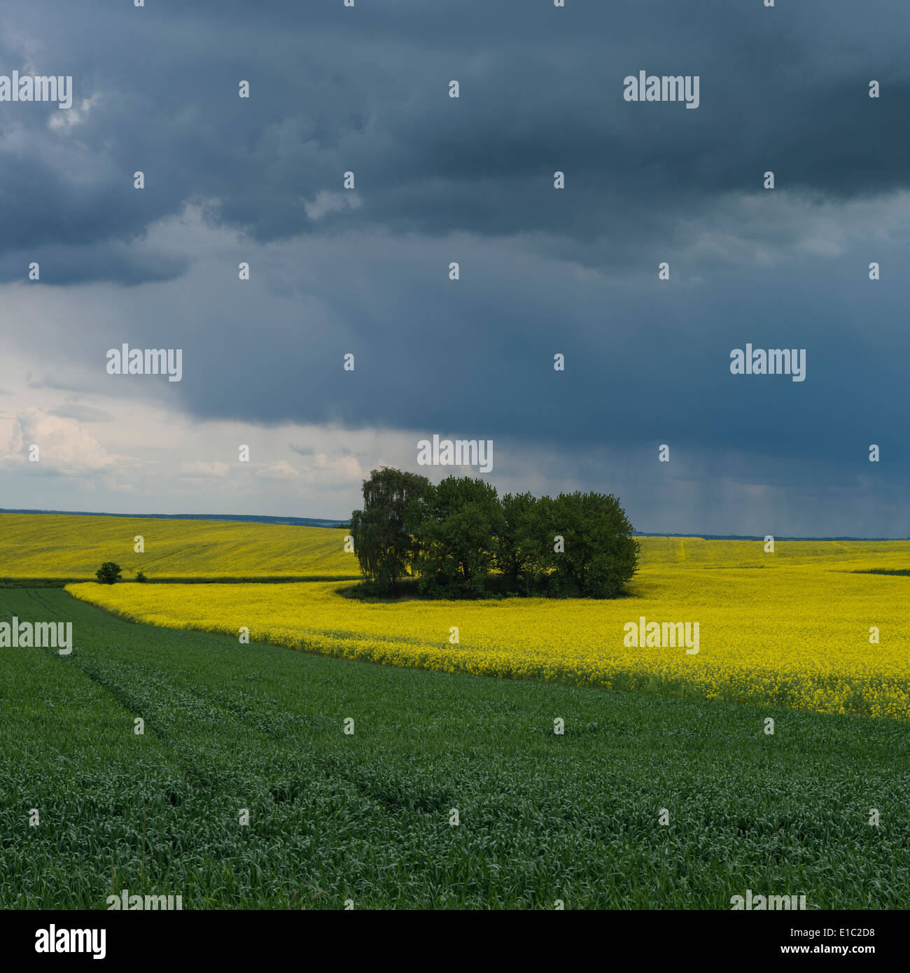 Spring thunderstom over Rapeseed field, Prudnik County, Opole Voivodship, Silesia, Poland Stock Photo