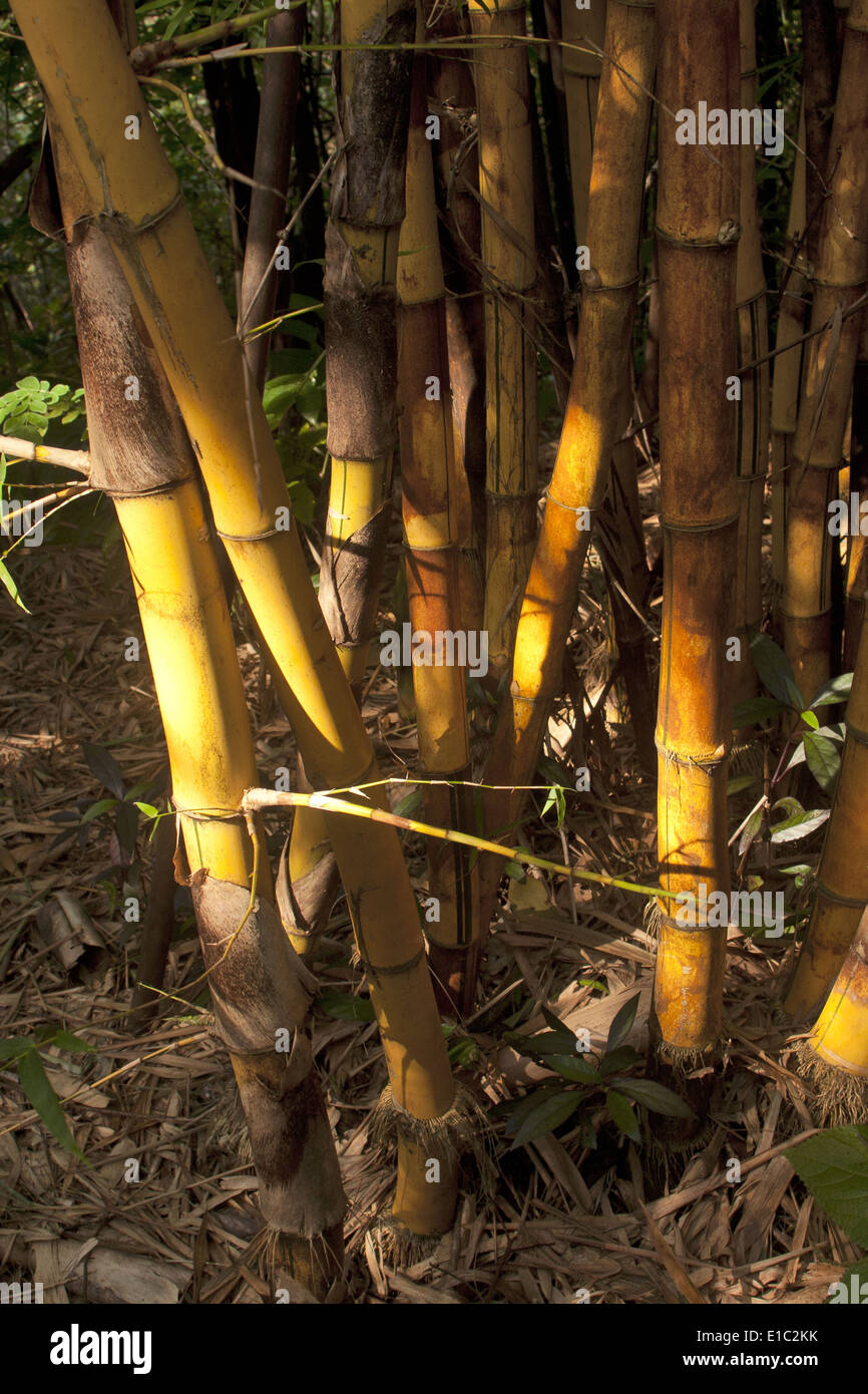 A golden bamboo variety in evening light, Goa, India Stock Photo Alamy
