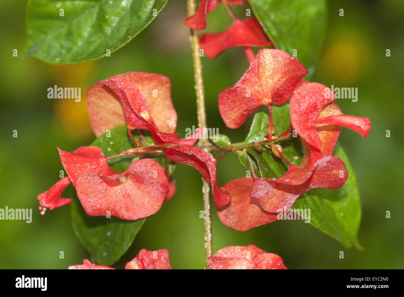holmskioldia sanguinea, Chinese hat plant, cup-and-saucer-plant or mandarin's hat flowers, Goa, India Stock Photo