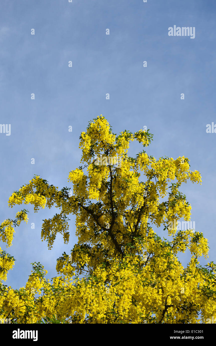 A laburnum tree (Laburnum anagyroides, also known as golden chain) in full bloom in early summer, UK Stock Photo