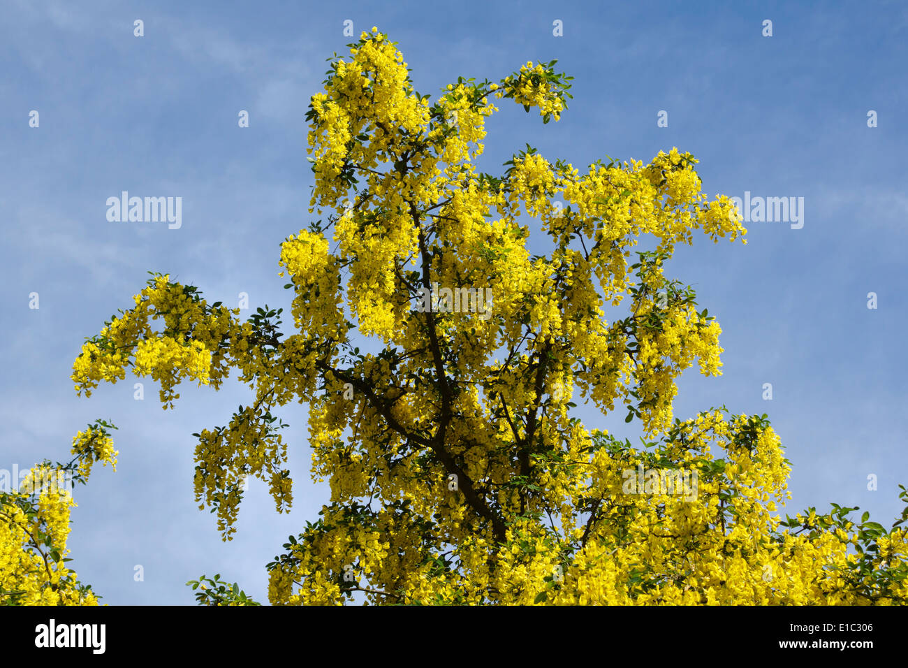A laburnum tree (Laburnum anagyroides, also known as golden chain) in full bloom in early summer, UK Stock Photo
