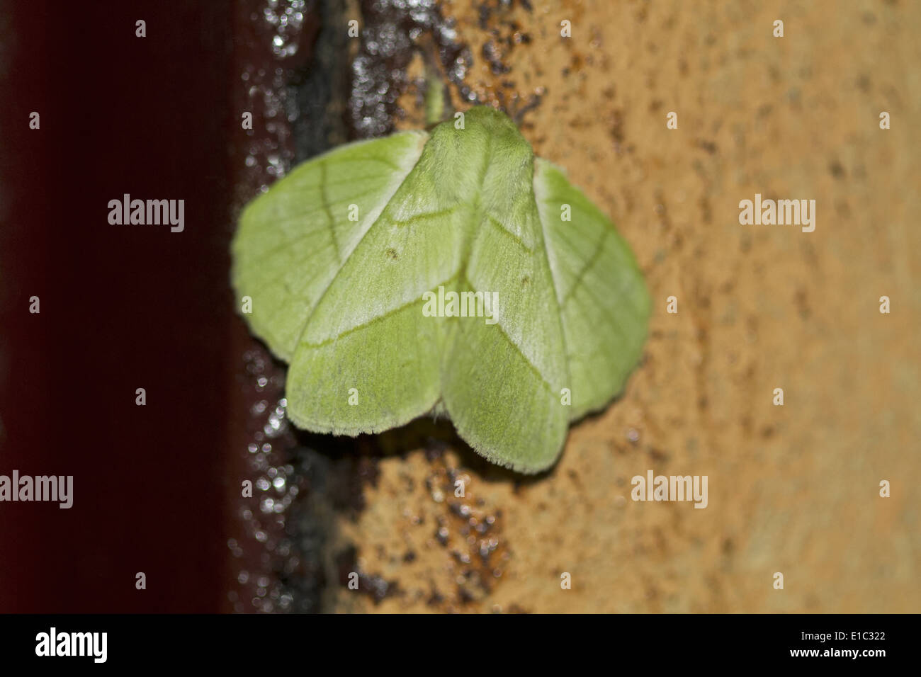 A species of leaf moth, Order Lepidoptera, Goa, India Stock Photo