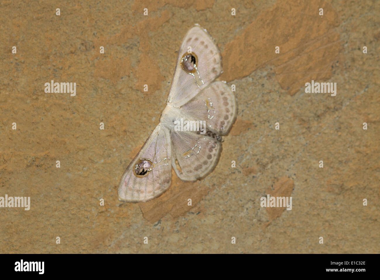 A geometrid or Geometridae moth species, Mhadei Wildlife Sanctuary, Goa, India Stock Photo