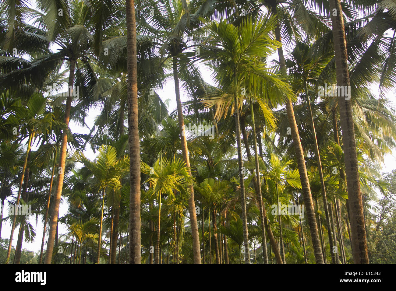Areca catechu, Betel palm or Betel nut tree plantation near Bhagvan Mahaveer Wildlife sanctaury, Mollem, Goa Stock Photo