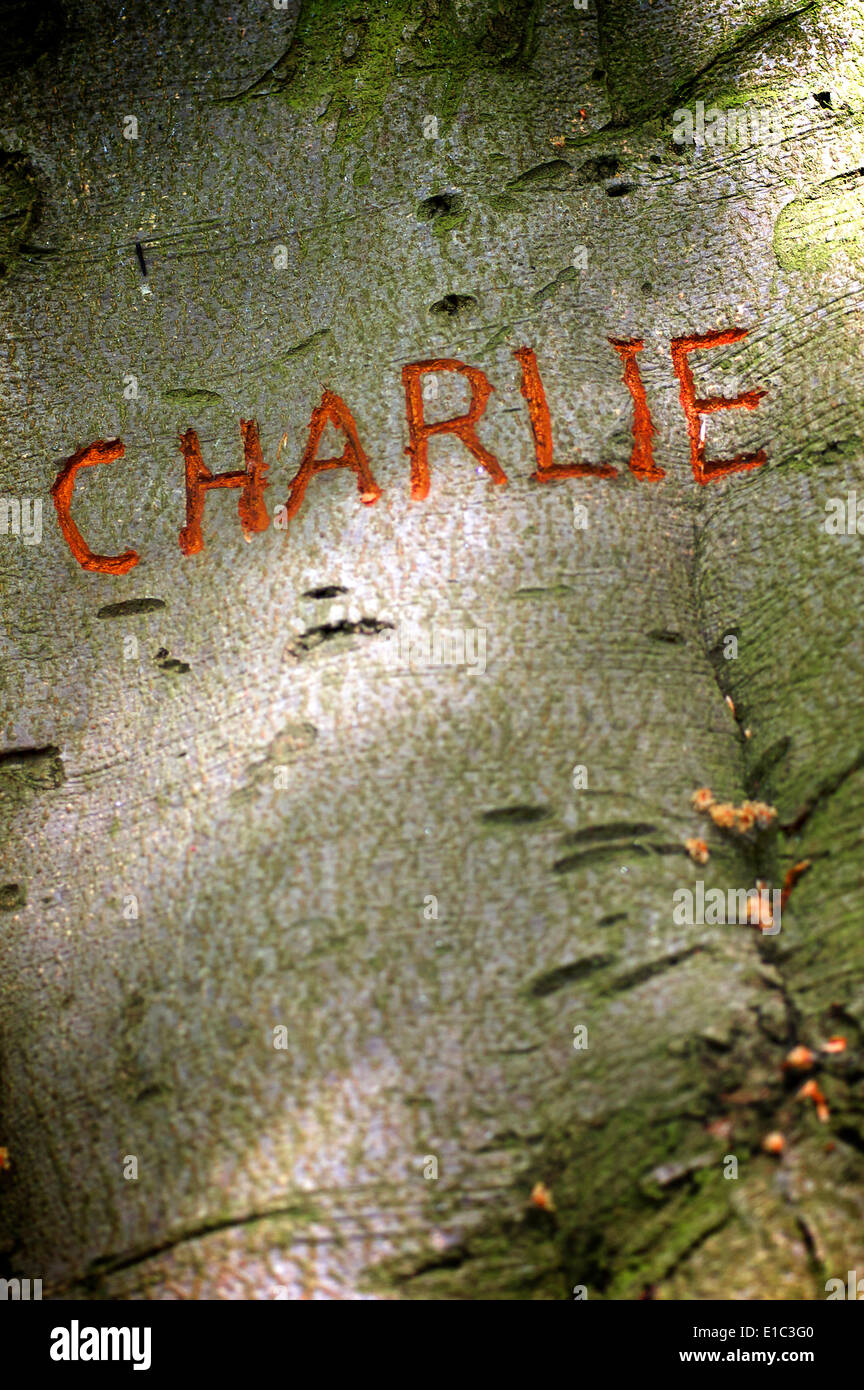 The name Charlie carved into tree Stock Photo