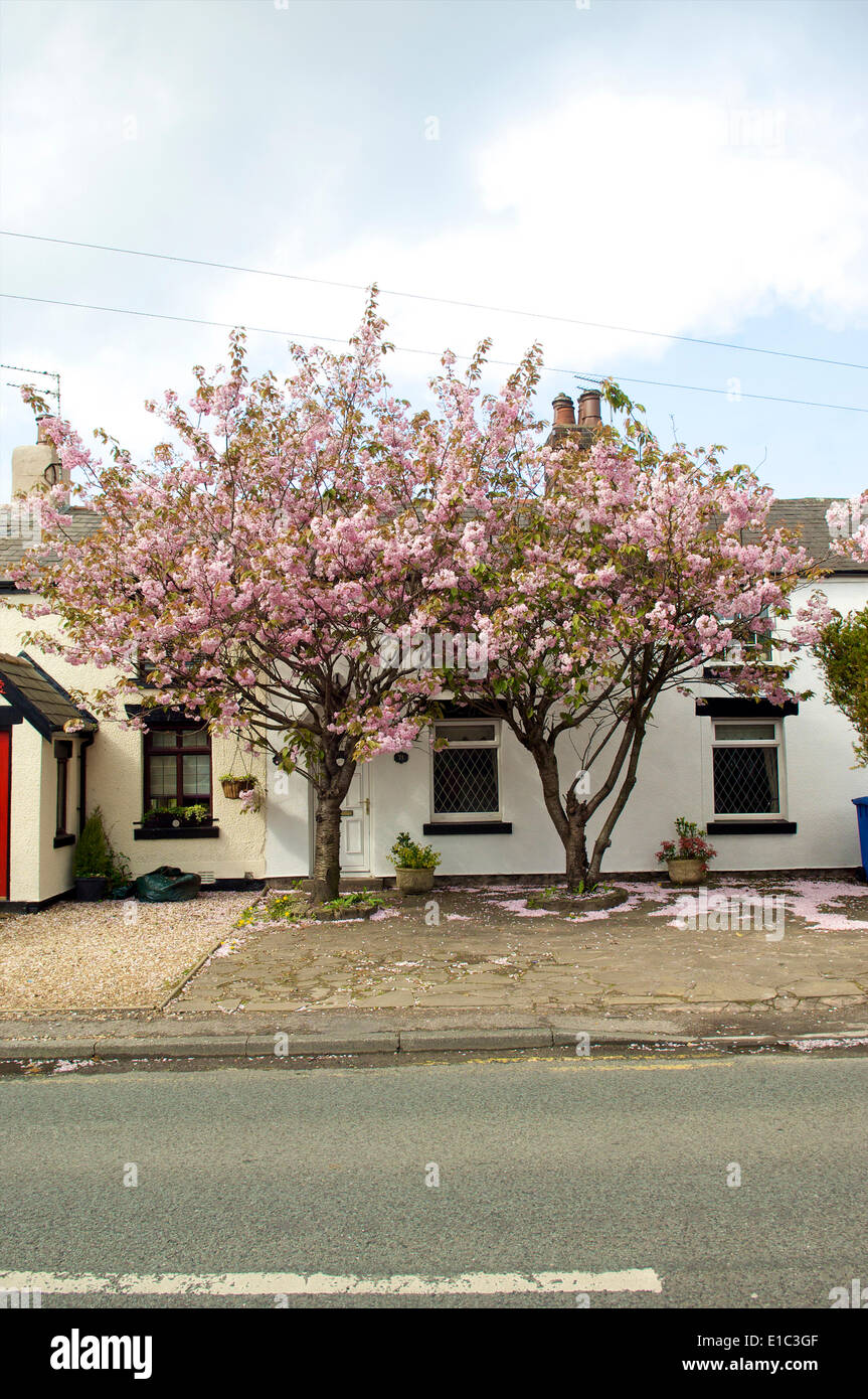 cherry blossoms growing in front of row of neat cottages in the spring Stock Photo
