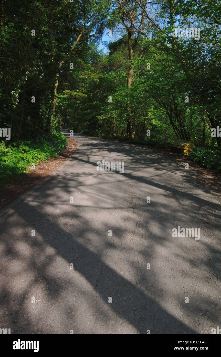 A Road Runing Through Woodland. Stock Photo