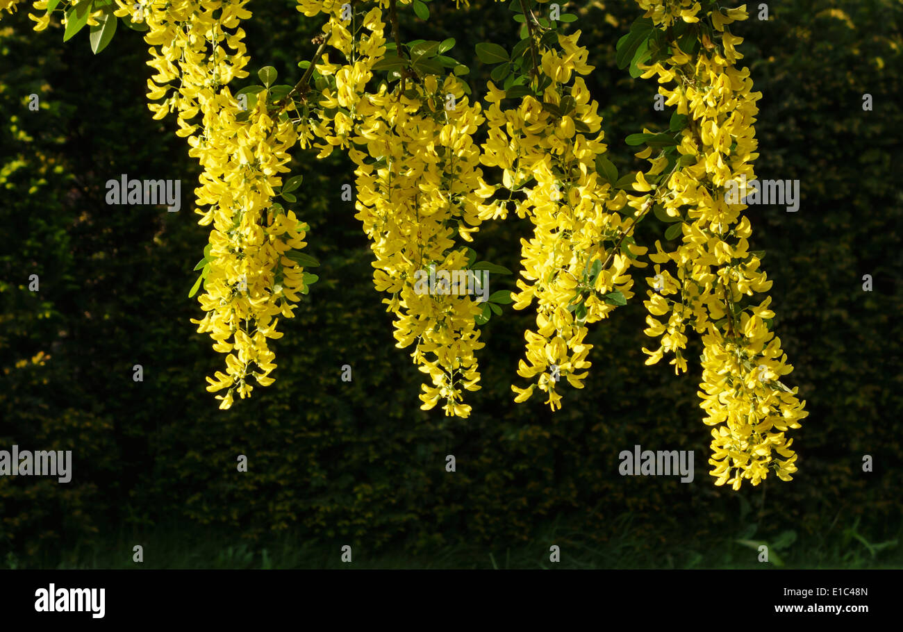 A laburnum tree (Laburnum anagyroides, also known as golden chain) in