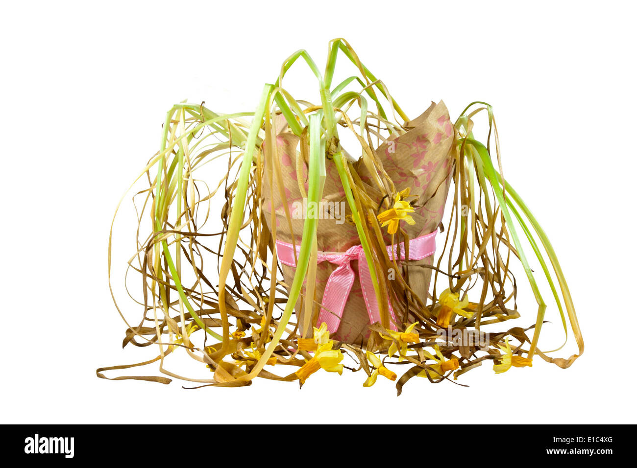 Dead daffodil flower hires stock photography and images Alamy